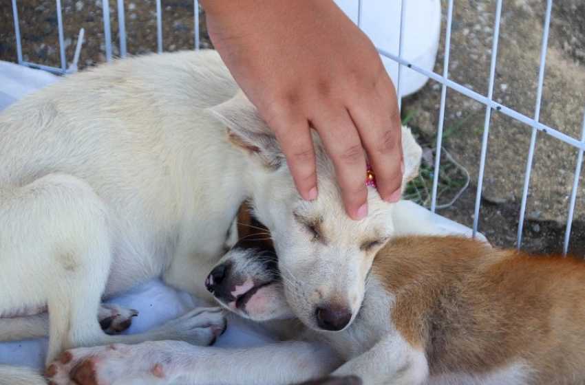Imagem Saúde do Estado promove “Dezembro Verde de Educação, Cuidados e Adoção Animal”, neste sábado (13), em João Pessoa
