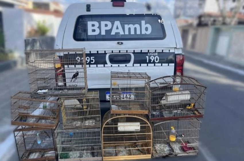Imagem Aves silvestres apreendidas pela polícia militar em Montadas 