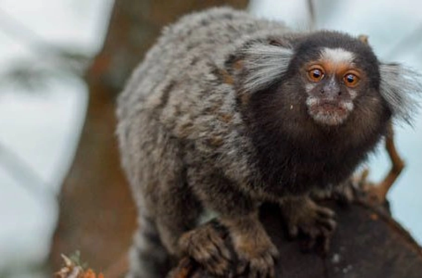 Imagem Riscos e cuidados em casos de acidentes com animais silvestres