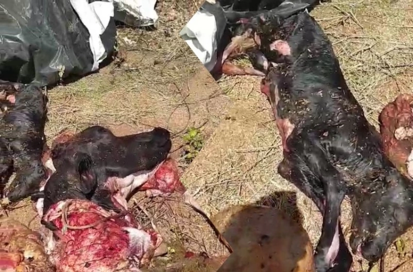 Imagem Animal abandido