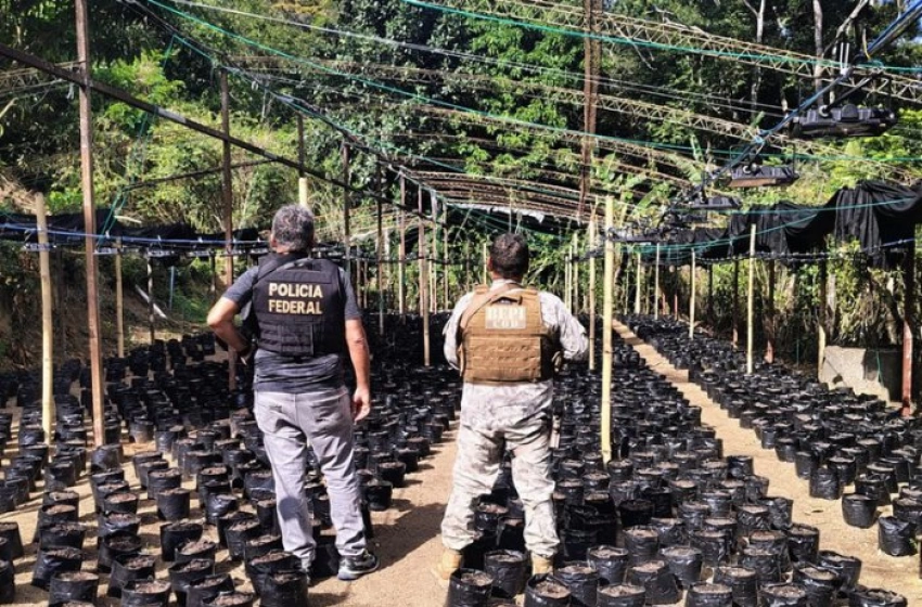 Imagem Erradicação de plantação de maconha