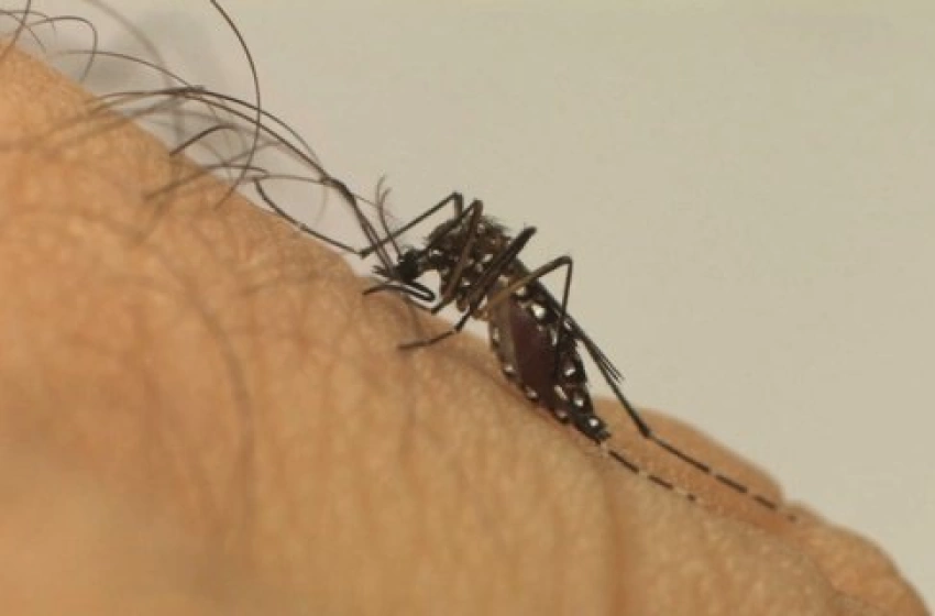 Imagem Mosquito Aedes aegypti
