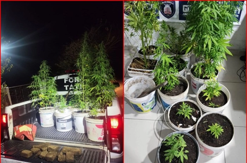 Imagem Apreensão de 11 pés de maconha e aproximadamente 3 kg da droga