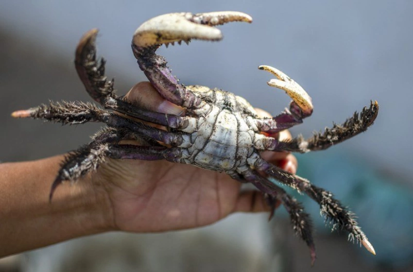 Imagem Caranguejo-uçá