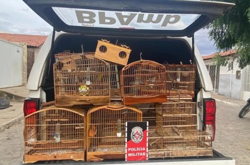 Imagem Aves silvestres apreendidas pelo Batalhão de Polícia Ambiental em Brejo do Cruz 