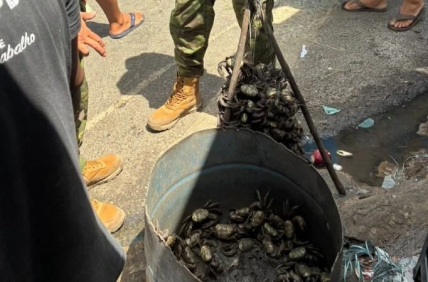 Imagem Polícia intensifica fiscalizações e frustra comércio ilegal de caranguejo-uçá