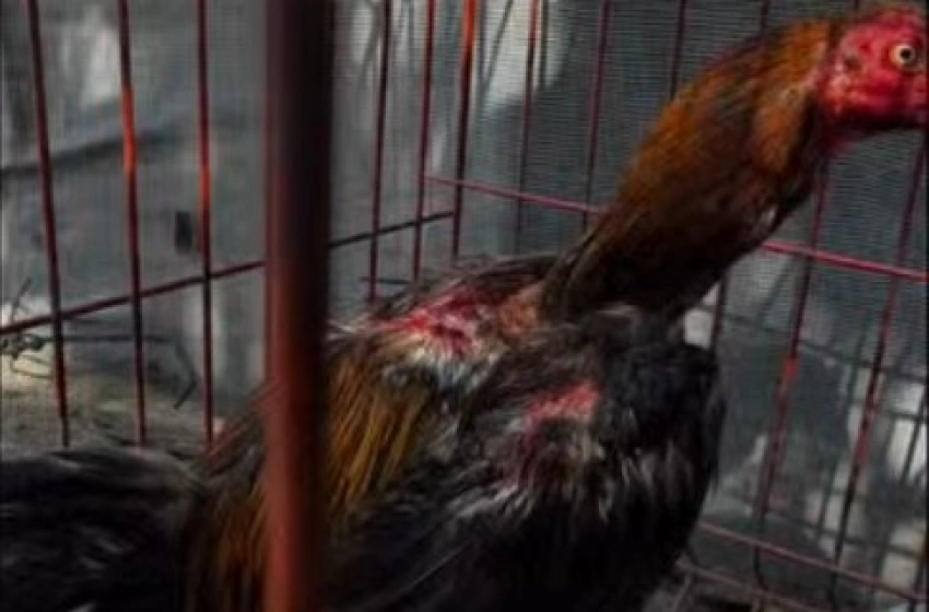 Imagem Polícia militar realiza prisão por prática de rinha de galos na Paraíba 