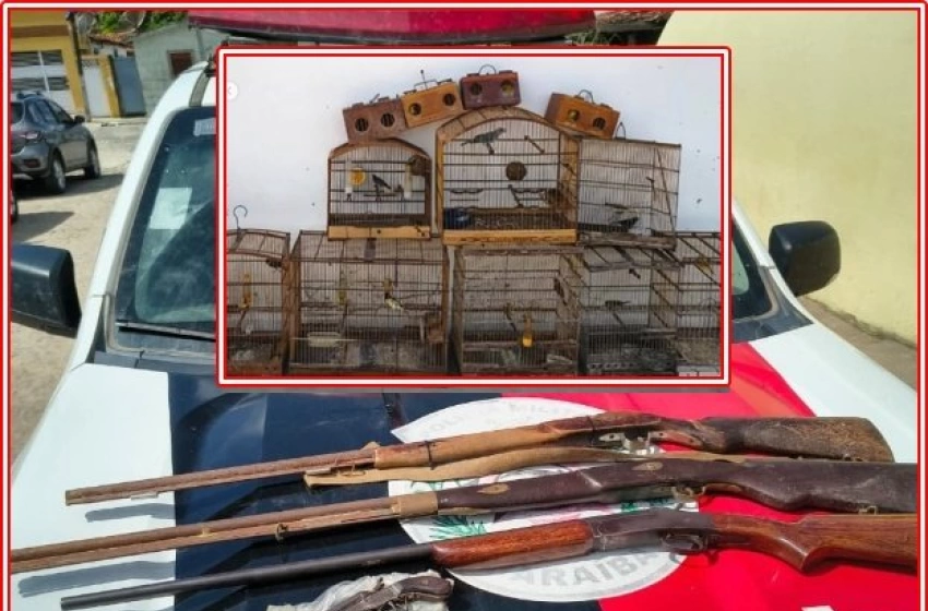 Imagem Aves e armas apreendidas em ação do Batalhão Ambiental em Itapororoca 