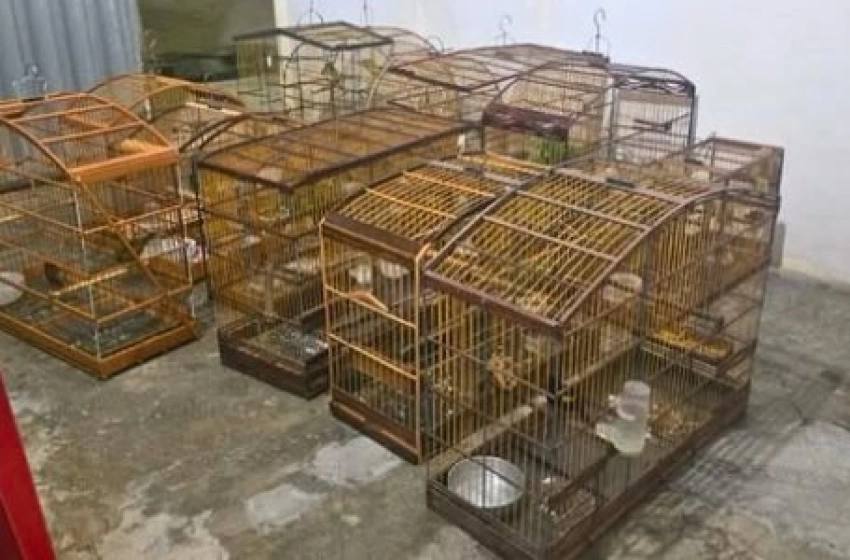 Imagem Polícia Militar Ambiental prende homem por manter animais silvestres em cativeiro ilegal