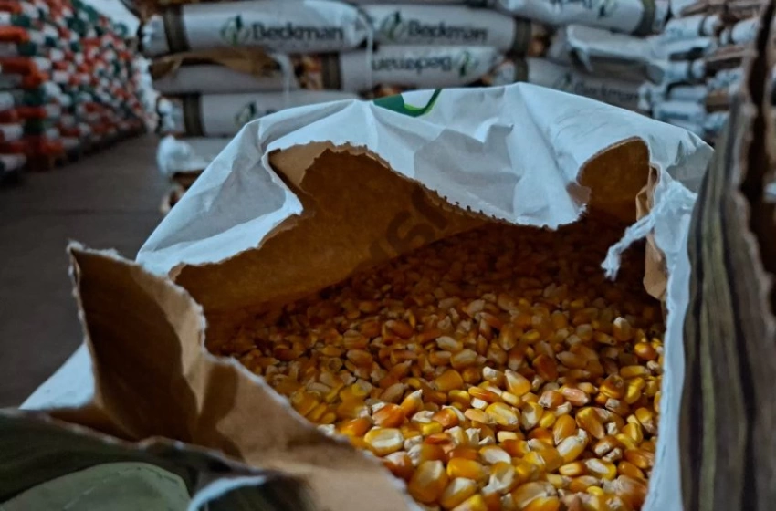 Imagem Sementes de milho distribuidas pelo Governo da Paraíba 