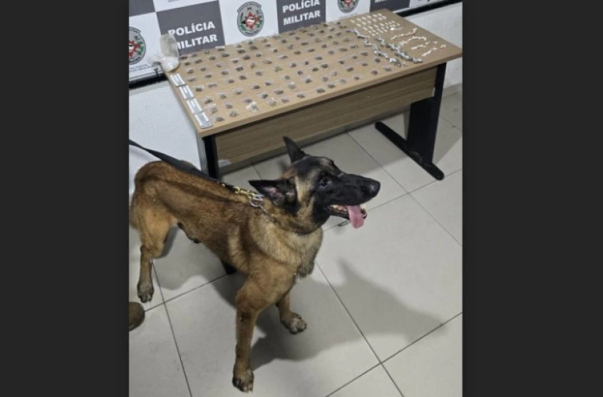 Imagem Drogas apreendidas em ação da Polícia Militar