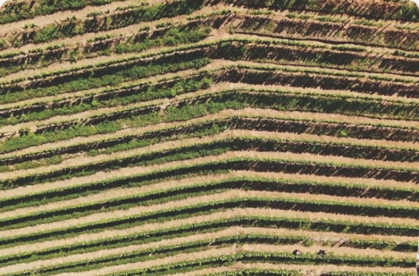Imagem Plantações de Uvas 