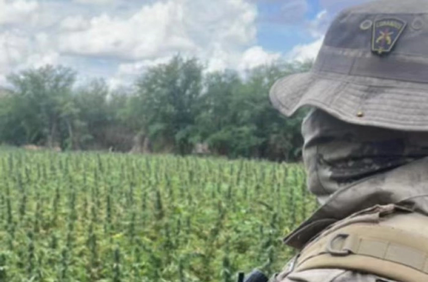 Imagem Erradicação de 72 mil pés de maconha