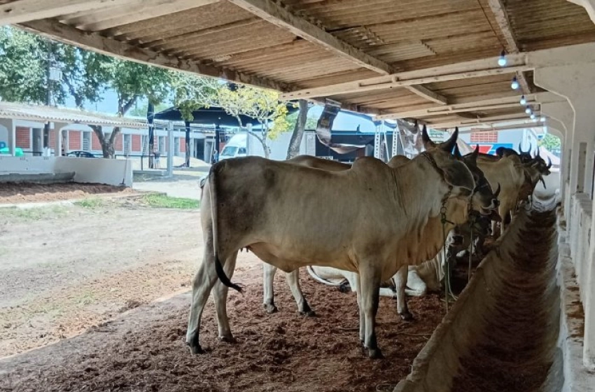 Imagem Altas de 13,1% na agropecuária