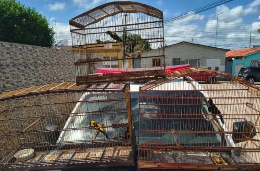 Imagem Aves silvestres e arma de fogo apreendidas em ação da Polícia Militar em Mamanguape 
