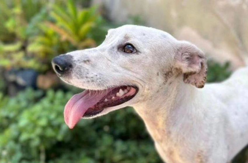 Imagem Ação de cuidado para pets idosos em Campina Grande