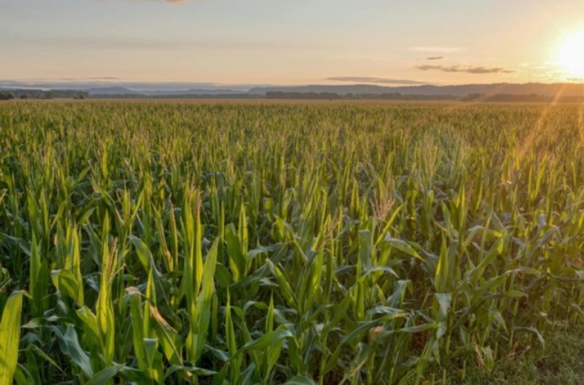 Imagem PIB da agropecuária cresce 11,7% e impulsiona resultado da economia em 2025