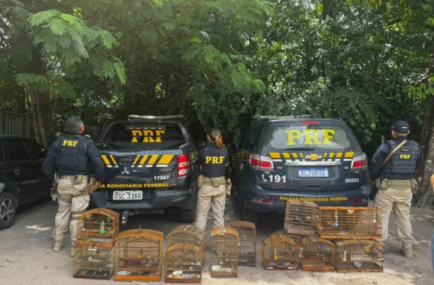 Imagem Resgate de 245 animais silvestres na Paraíba