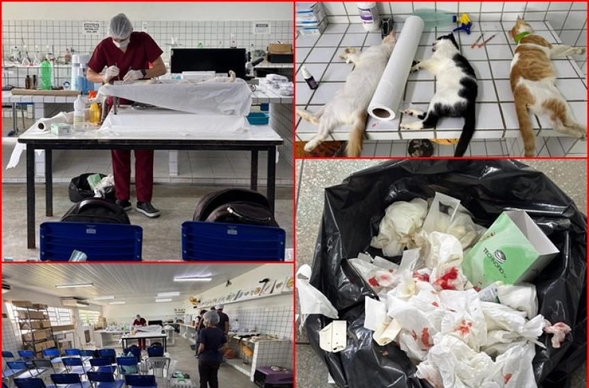 Imagem Castrações irregulares de animais em escola pública 