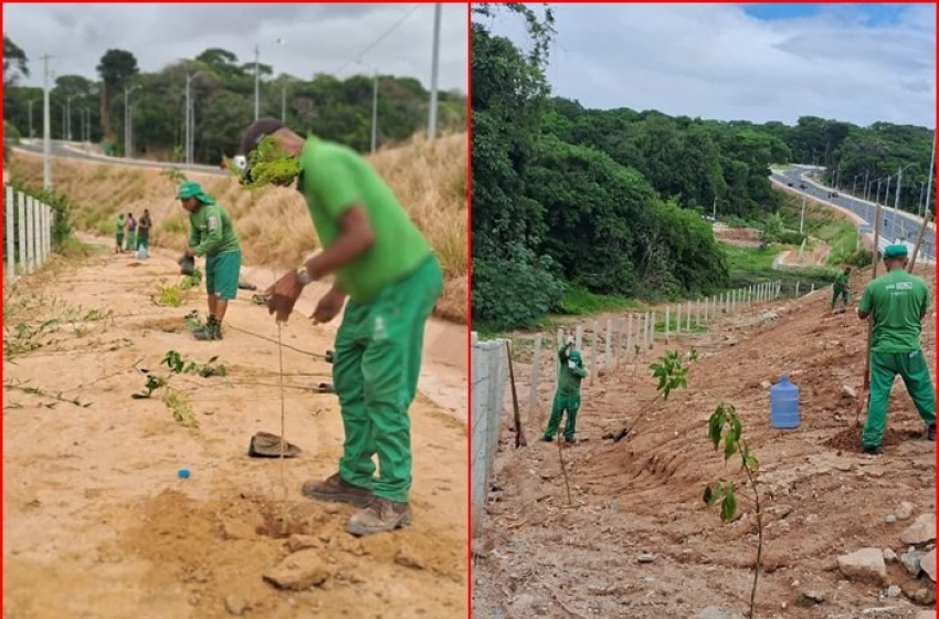 Imagem Plantio de três mil mudas