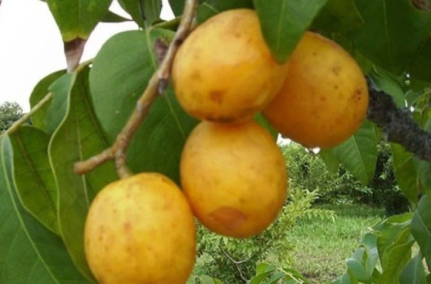 Imagem Simpósio Regional sobre a Cultura do Umbu-cajá