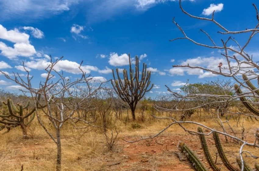 Imagem Operação Caatinga Resiste