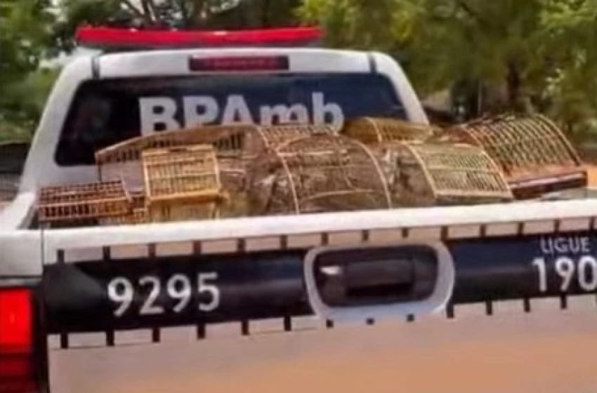 Imagem Aves silvestres apreendidas pela Polícia Militar em Nazarezinho 