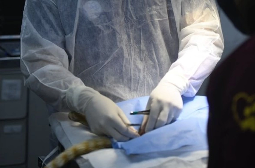 Imagem Avaliação clínica e exames em animais