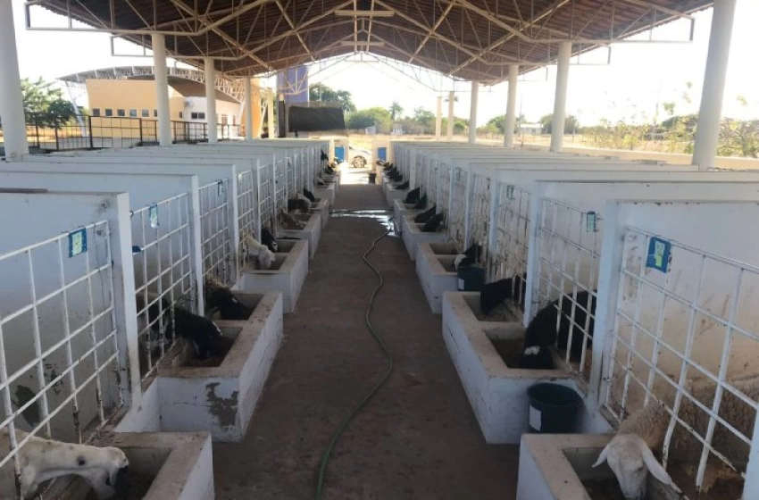 Imagem Produção de caprinos e ovinos