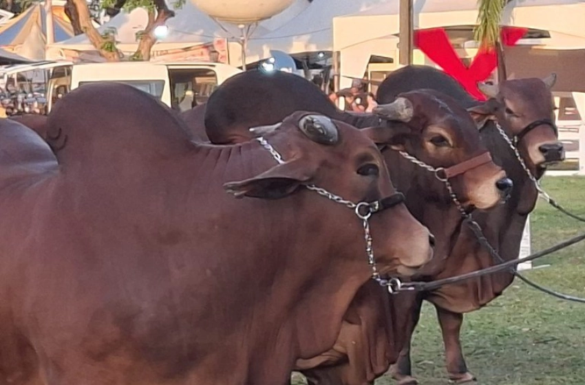 Imagem Circuito Paraíba Agronegócios: Lucena abre programação com a realização da Agromar a partir desta quinta-feira