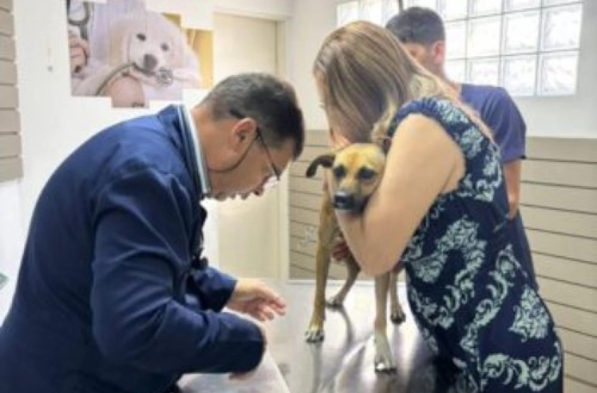 Imagem Maus-tratos e abuso sexual contra uma cadela