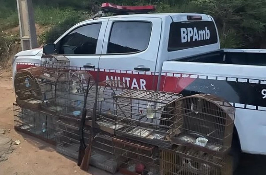 Imagem Polícia Militar flagra crime ambiental e apreende armas na Paraíba 