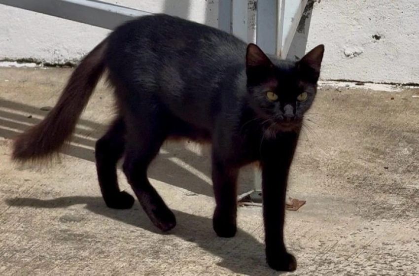 Imagem Felinos no entorno do Hospital Metropolitano, em Santa Rita