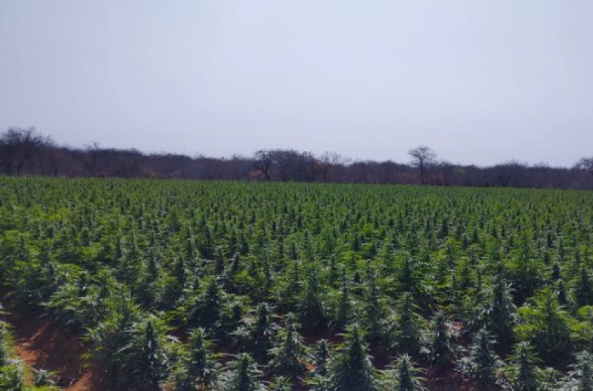 Imagem Operação Midas deflagrada pela FICCO