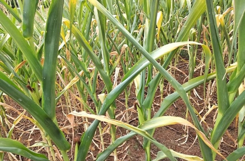 Imagem Reconhecimento federal de situação de emergência