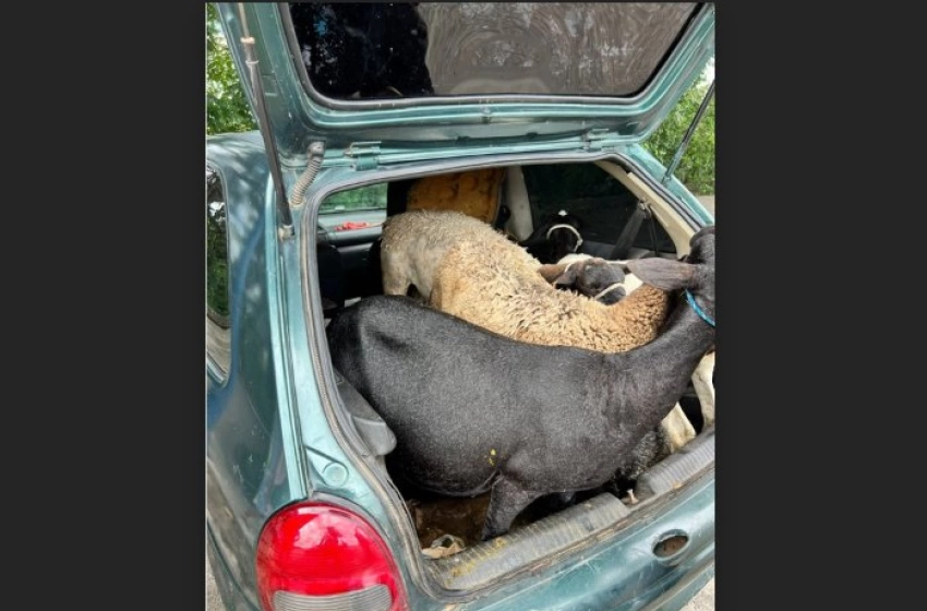 Imagem Recuperação de sete caprinos furtados