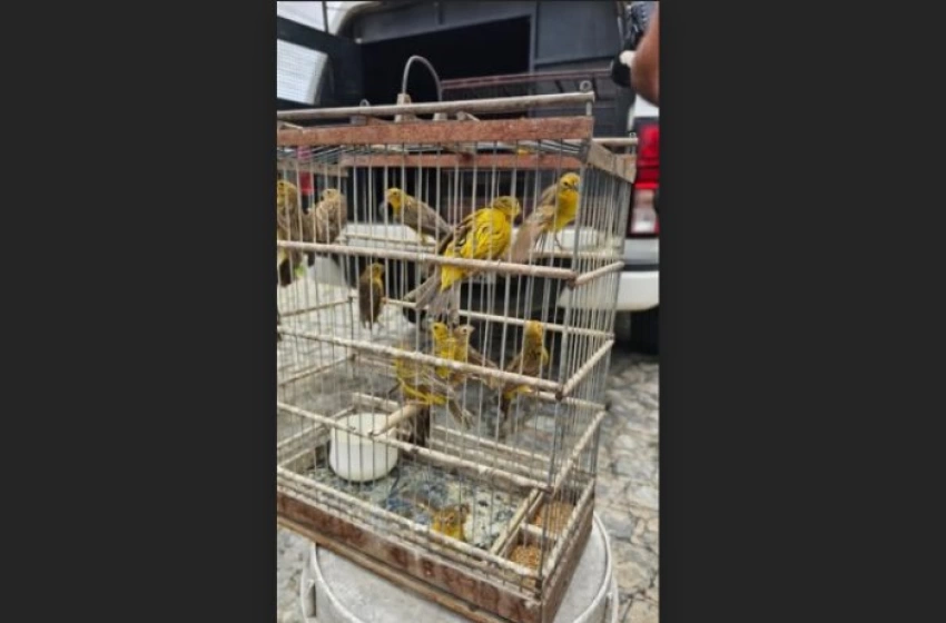 Imagem Operação Quatro Patas