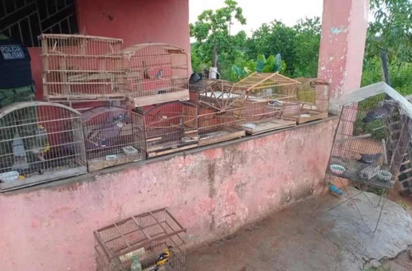 Imagem Aves silvestres apreendidas pela Polícia Militar em Condado 