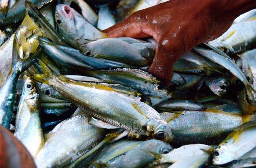 Imagem Pagamento do seguro-defeso