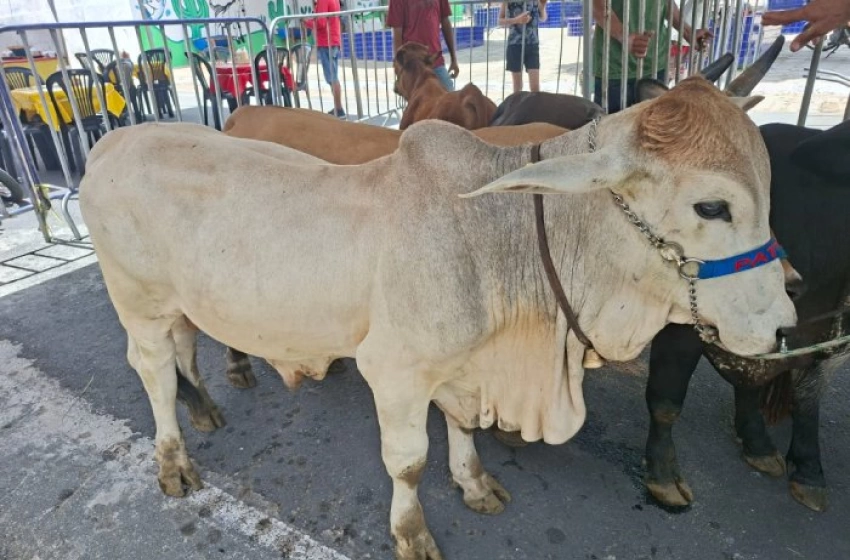 Imagem 2ª Expo Agro Peixe em Boqueirão