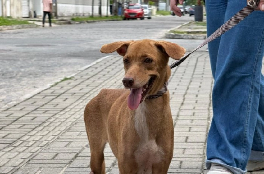 Imagem Cadela vítima de maus-tratos