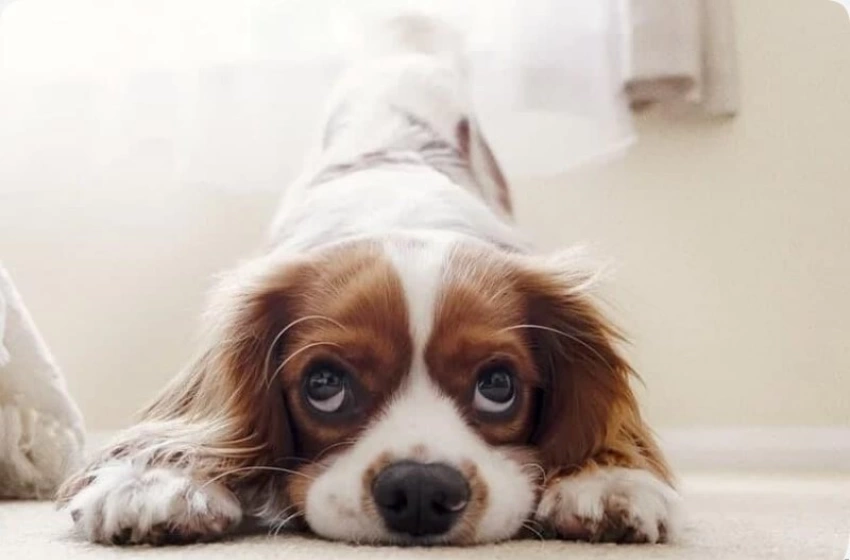 Imagem Animal doméstico 