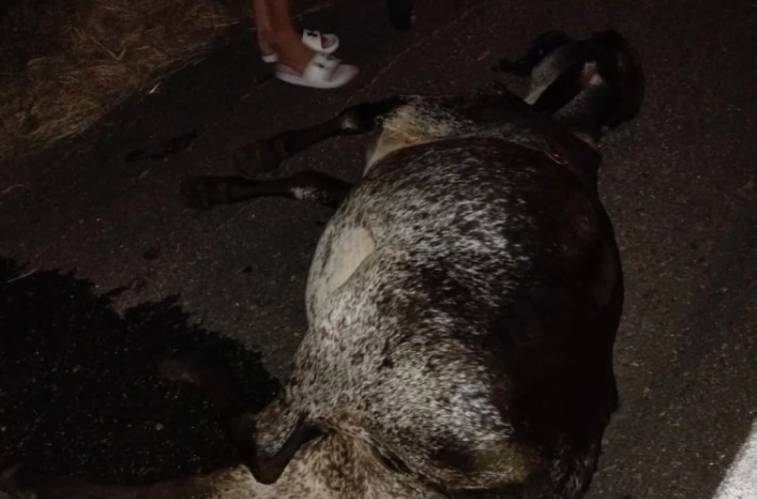 Imagem Animal envolvido em acidente na BR 230, em Sousa 