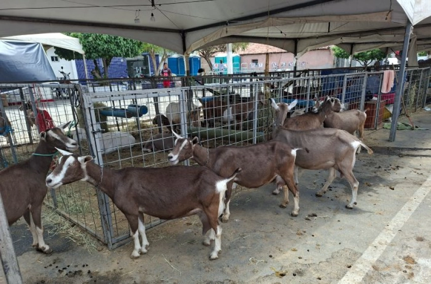 Imagem 1ª Expo Alcantil