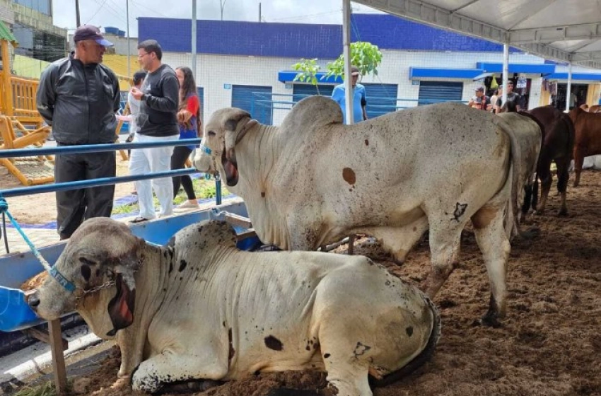 Imagem Melhoramento genético