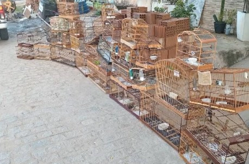 Imagem Aves silvestres apreendidas pela Polícia Ambiental em Patos 