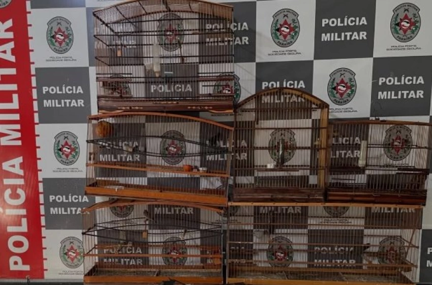 Imagem Aves silvestres apreendidas pela polícia militar em João Pessoa 