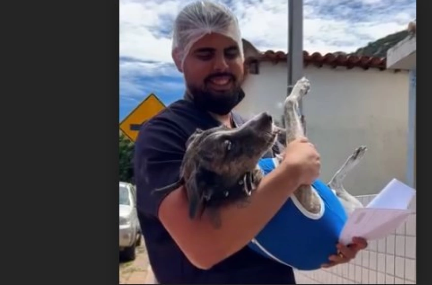 Imagem Castração destinada a cães e gatos em Vieirópolis
