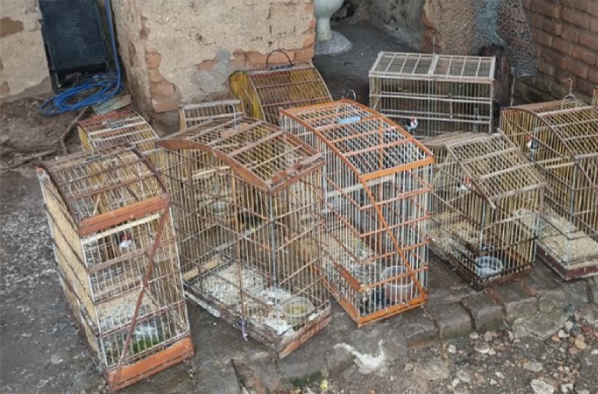 Imagem Apreensão de 21 aves silvestres
