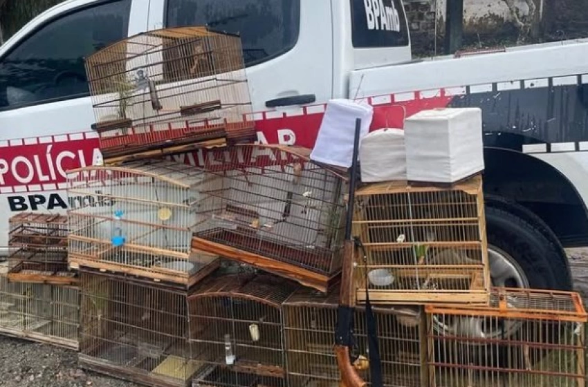 Imagem Aves silvestres apreendidas pela Polícia Militar em Santa Rita 